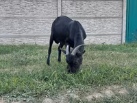 Cabro, Murcia-Granada goats — foto 4