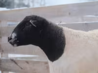 Carnero, Dorper sheep — foto 3