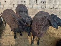 मेढ़ा, Rhon sheep — फ़ोटो 4