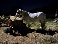 Yegua, Caballos — foto 1