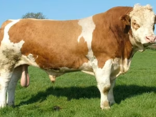 Toro, Hereford