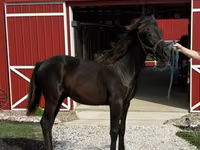 Caballo, Rocky Mountain Horse — foto 6