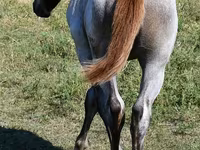 Mare, Quarter Horse — photo 3