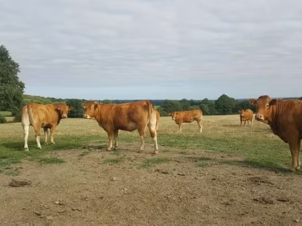 Vaca, Vaca Limousin