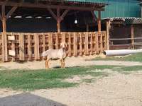 मेढ़ा, Edilbay sheep — फ़ोटो 7