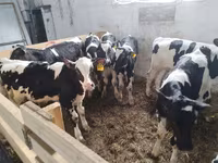 Bulle, Swiss cattle — Foto 4