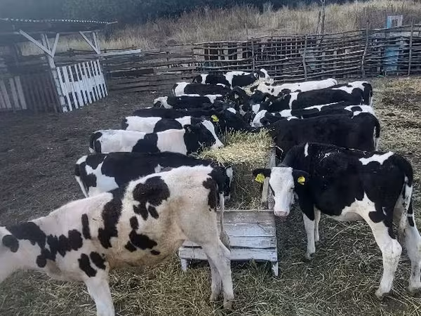 Cow, Cattle