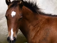 Horse (M), Quarter Horse — photo 2