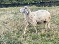 Widder, Karakul sheep — Foto 5