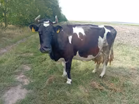 Vaca, Ganado vacuno — foto 2