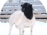 Carnero, Dorper sheep — foto 1