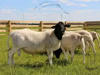 Carnero, Dorper sheep — foto 1