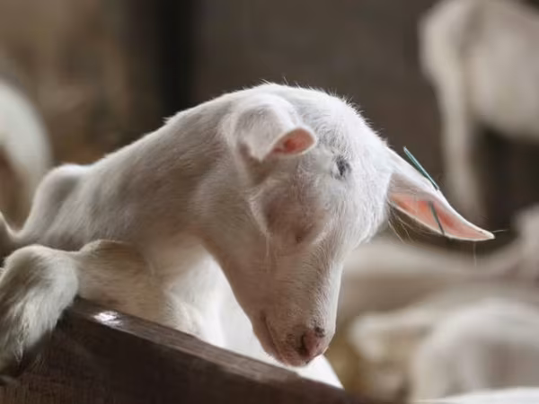 बकरी, Saanen goat