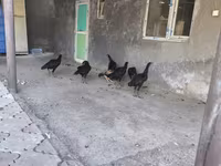 Chickens — الصورة 7