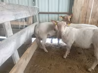 भेड़, Baerchuke sheep — फ़ोटो 2
