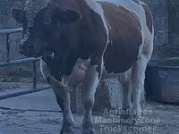 सांड, मैं-आंजू — फ़ोटो 5