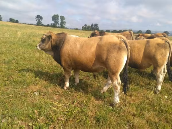 Aubrac cattle