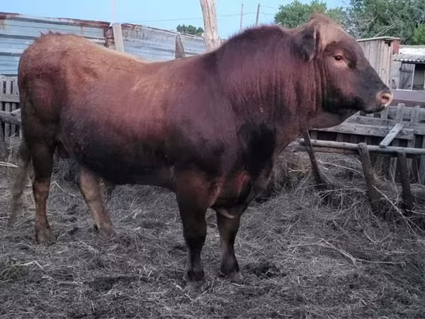Toro, Vaca Limousin