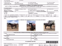 Caballo, Mustang — foto 5