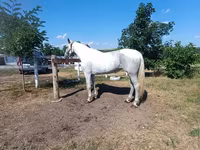 Stute, Orlov Trotter — Foto 1