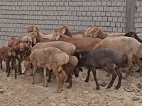मेढ़ा, Arashan sheep — फ़ोटो 1