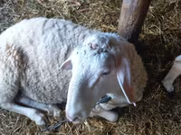 Carnero, Awassi sheep — foto 4