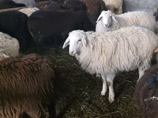 Oveja, Tian-Shan semifinewool sheep