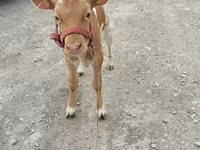 Vaca, Vaca roja sin cuernos — foto 3