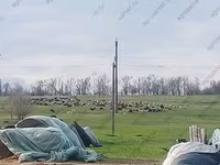 公羊, Romanov sheep — 照片 4