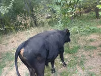 Toro, Vaca roja sin cuernos — foto 6