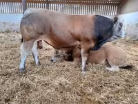 ثور, Partenaise cattle — الصورة 8