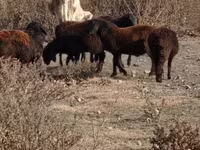 Toro, Ganado vacuno — foto 6