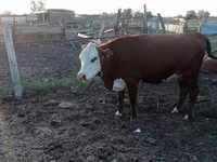 بقرة, Latvian Blue cattle — الصورة 3