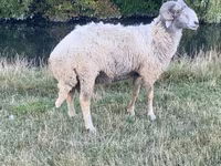 Widder, Karakul sheep — Foto 1