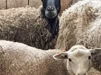 मेढ़ा, Kuibyshev sheep — फ़ोटो 6