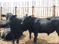 सांड, गोलस्टीन नस्ल — फ़ोटो 1