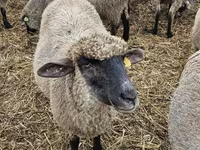 نعجة, Blackheaded Persian sheep — الصورة 2
