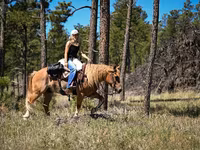 حصان, Gypsy horse — الصورة 8