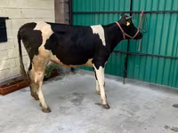 Vaca, Raza Holstein — foto 2