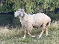 Widder, Karakul sheep — Foto 4