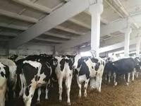 Kuh, Holstein-Rasse — Foto 6