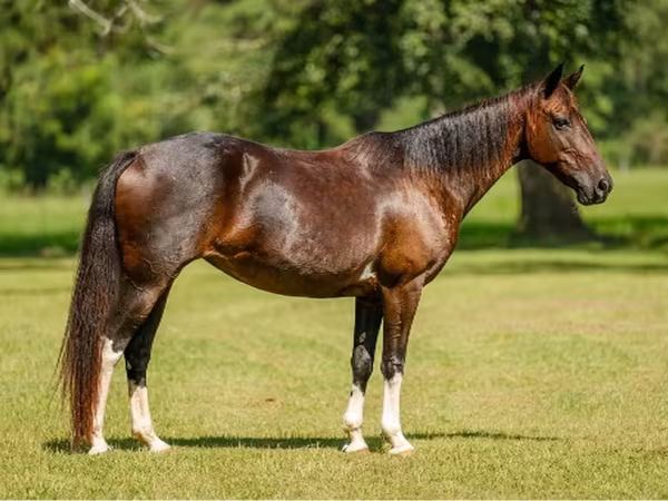Yegua, American paint horse