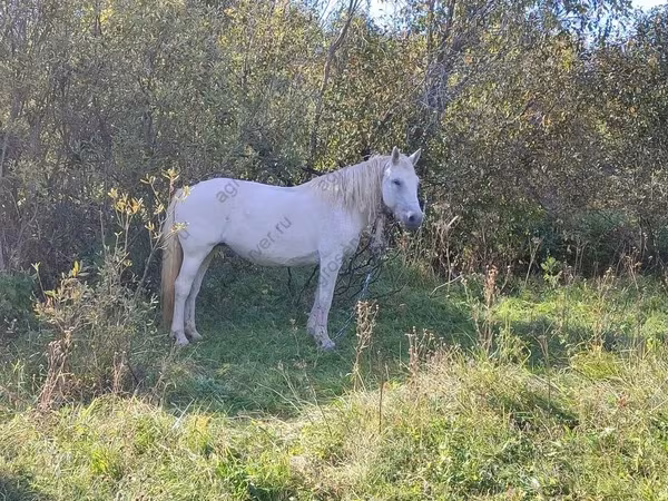 Yegua, Trakehner