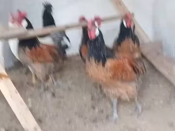 Куры