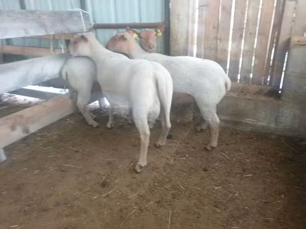 भेड़, Baerchuke sheep
