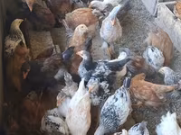براهما — الصورة 2
