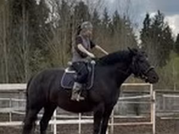 Yegua, Percheron
