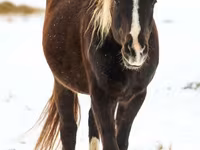 Caballo, Rocky Mountain Horse — foto 7