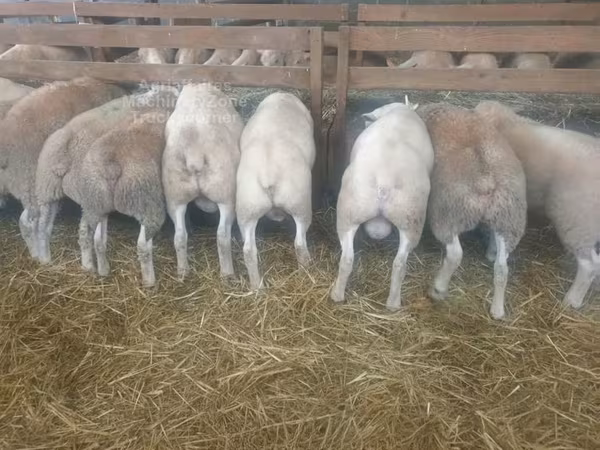 भेड़, Baerchuke sheep
