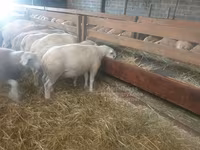 भेड़, Baerchuke sheep — फ़ोटो 2